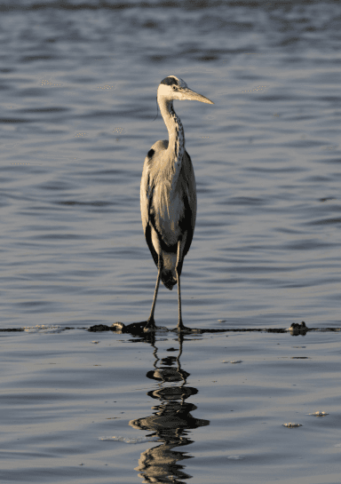 Bird Watching in Lake Victoria